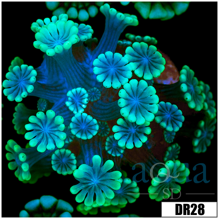 Green Petals Alveopora