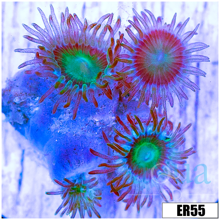 Emerald Eyes Zoanthids