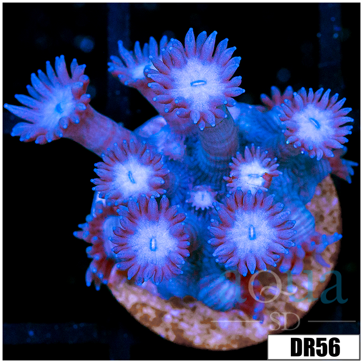 ASD Shadow Goni