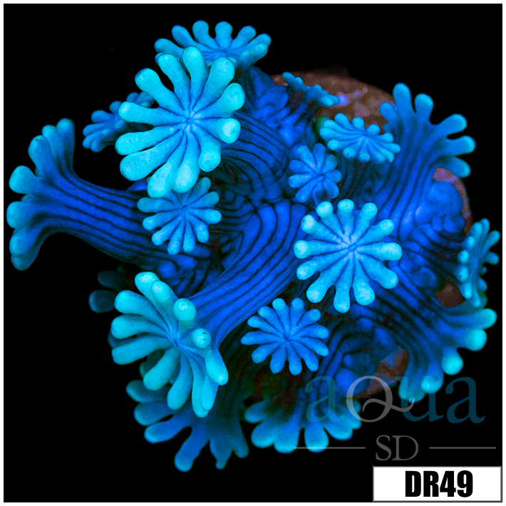 Ice Petals Alveopora