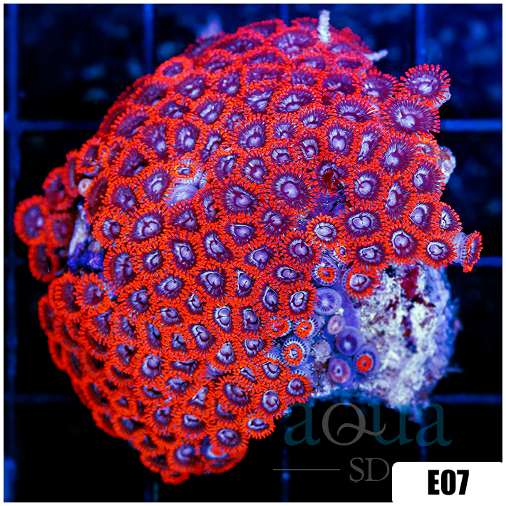 ASD Black Widow Zoanthids Chunk