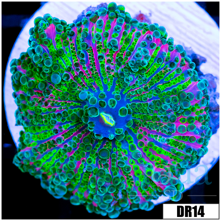 ASD Confetti Bomb Ricordea
