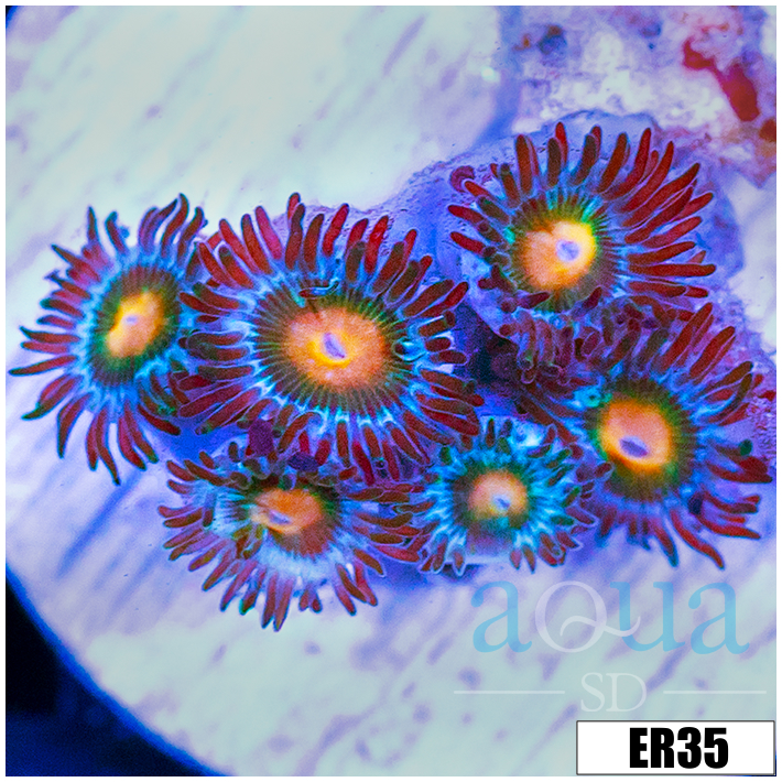 Gator Eyes Zoanthids
