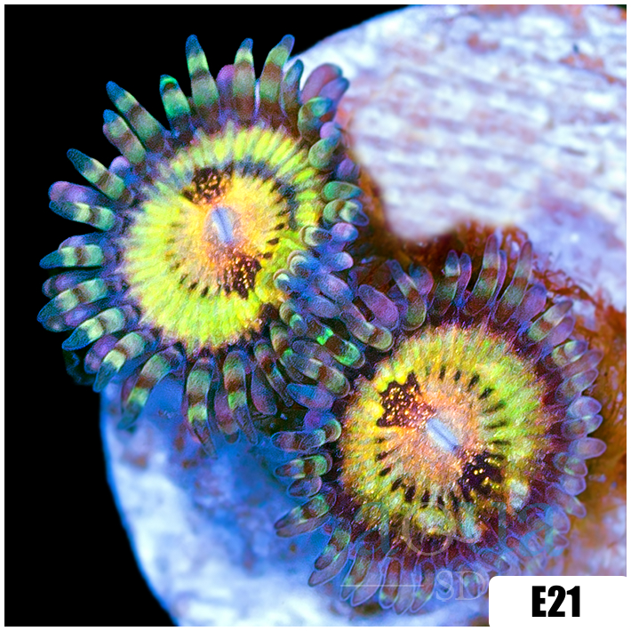 ASD Butt Muncher Zoas