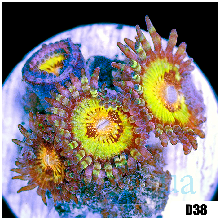 ASD Butt Muncher Zoas