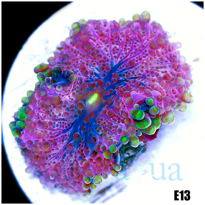 CLEARANCE - ASD Pink Monster Ricordea