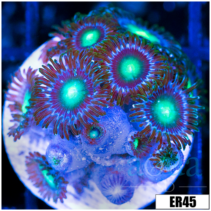 Emerald Eyes Zoanthids