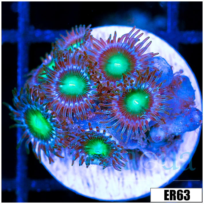 Emerald Eyes Zoanthids