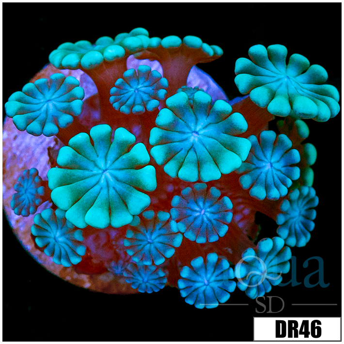 Green Petals Alveopora