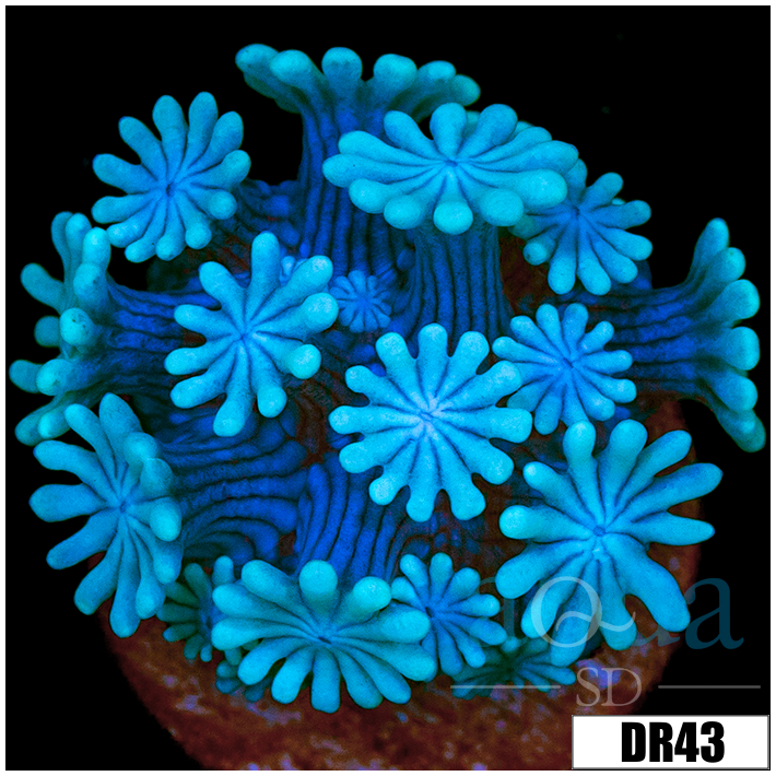 Ice Petals Alveopora