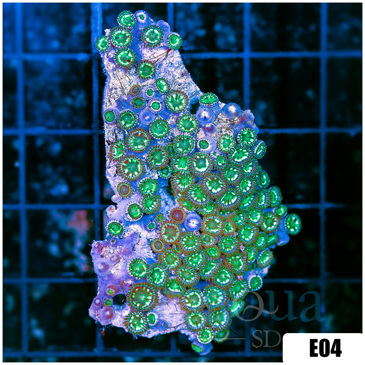 ASD Green Eggs And Ham Zoas