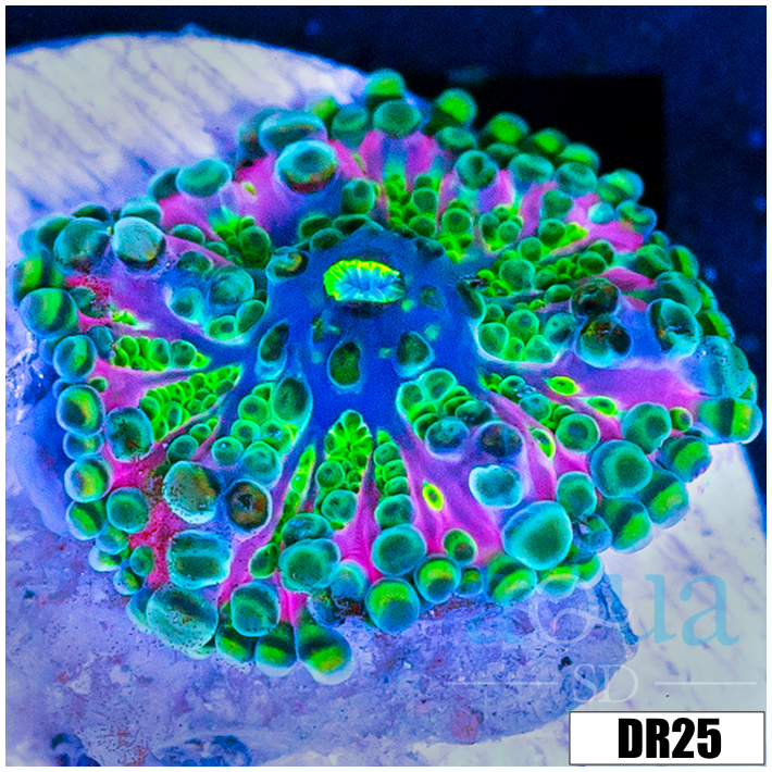 CLEARANCE - ASD Ghost Busters Ricordea
