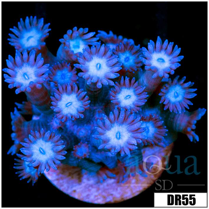ASD Shadow Goni