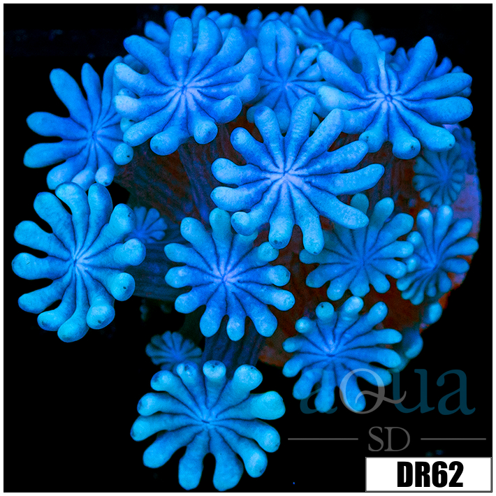 Ice Petals Alveopora