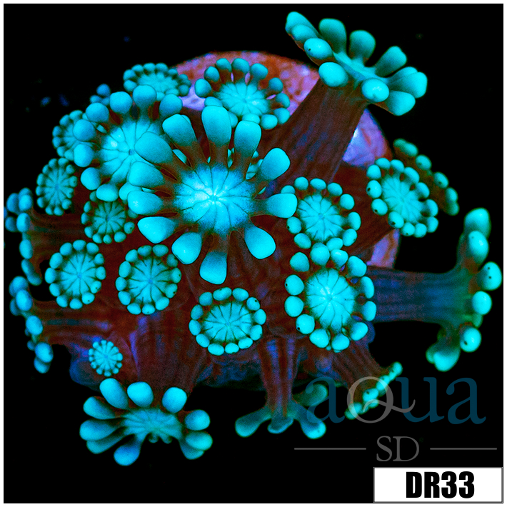 Green Petals Alveopora