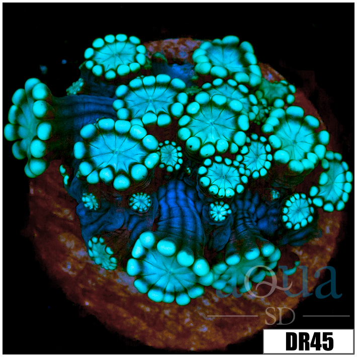 Green Petals Alveopora