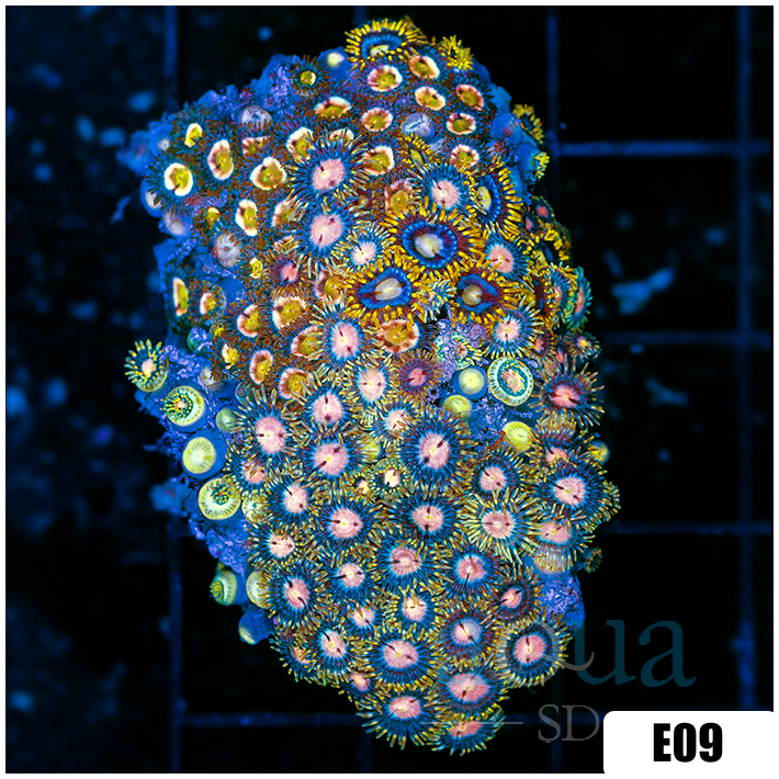 Combo Zoanthids Chunk