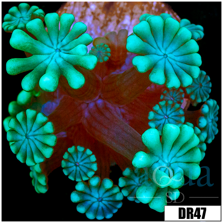 Green Petals Alveopora
