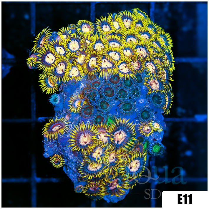 ASD Combo Zoanthids Chunk