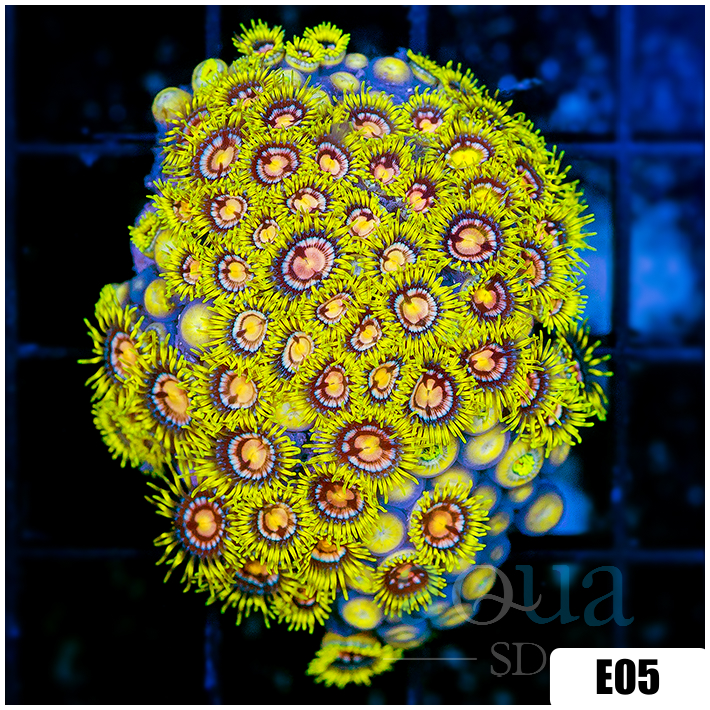 Laser Lemon Zoanthids Chunk