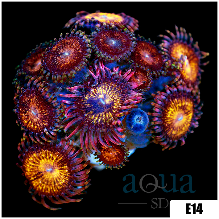 ASD Night Crawler Zoanthids