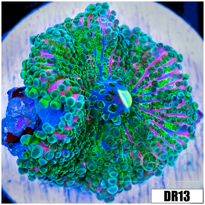 ASD Confetti Bomb Ricordea