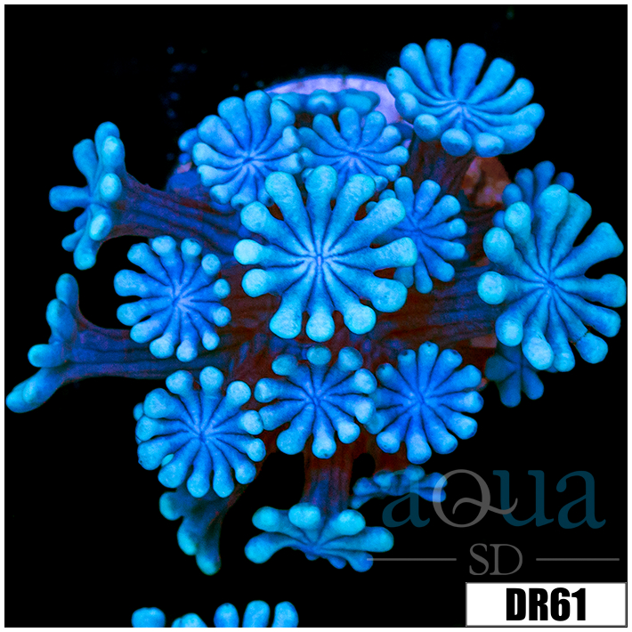 Ice Petals Alveopora