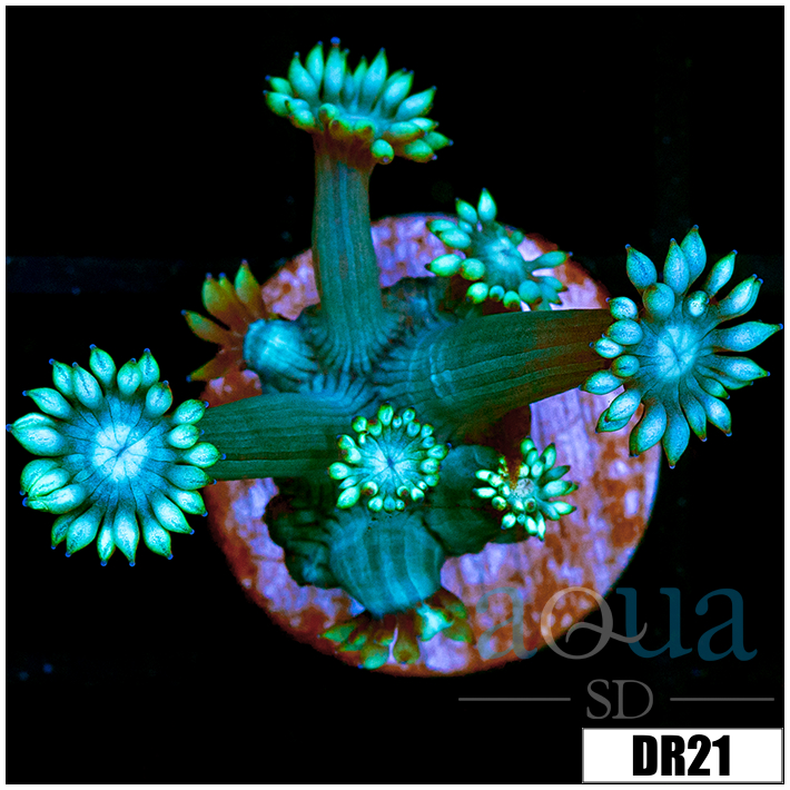Teal Goniopora