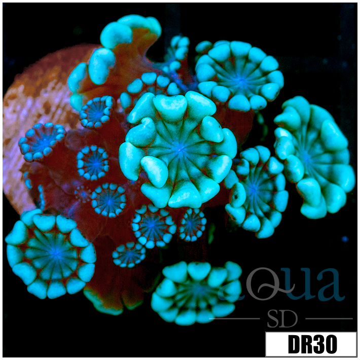 Green Petals Alveopora