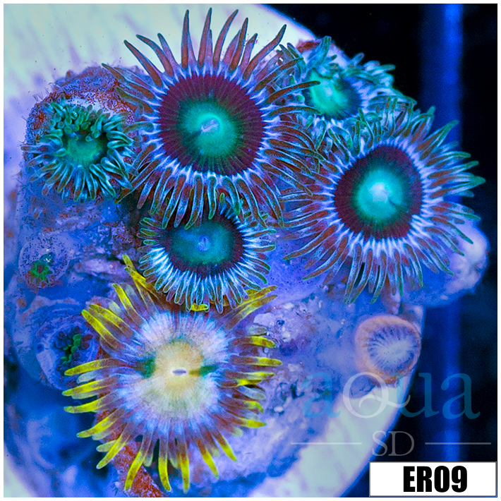 ASD Combo Zoas