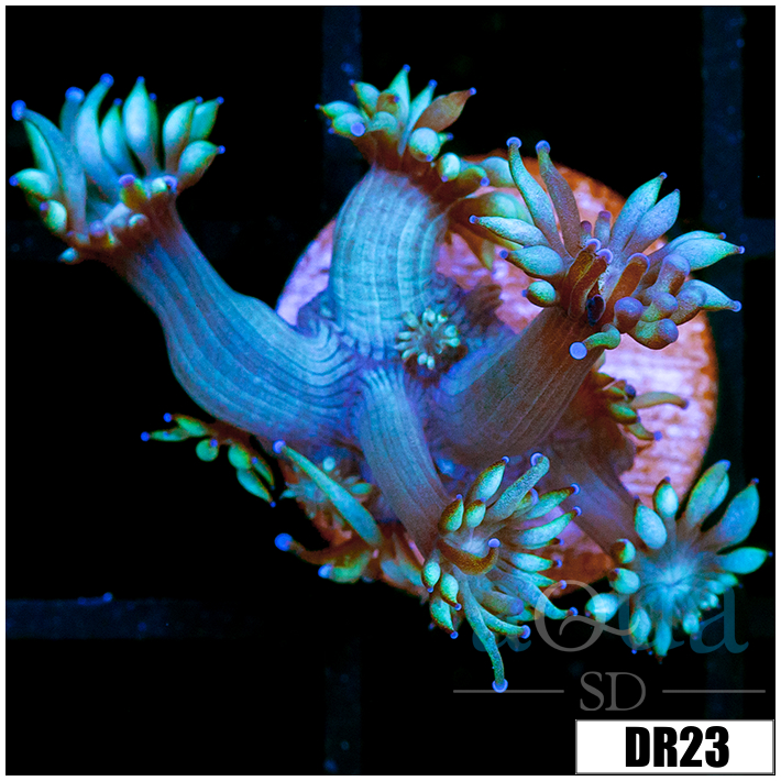 Teal Goniopora