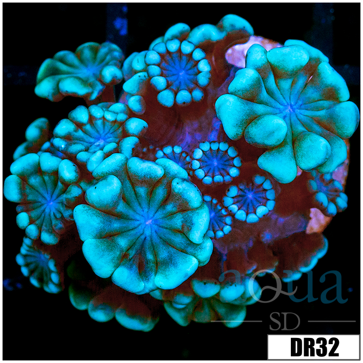 Green Petals Alveopora
