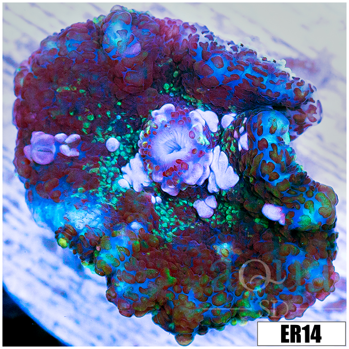 Snowflake Rhodactis Mushroom