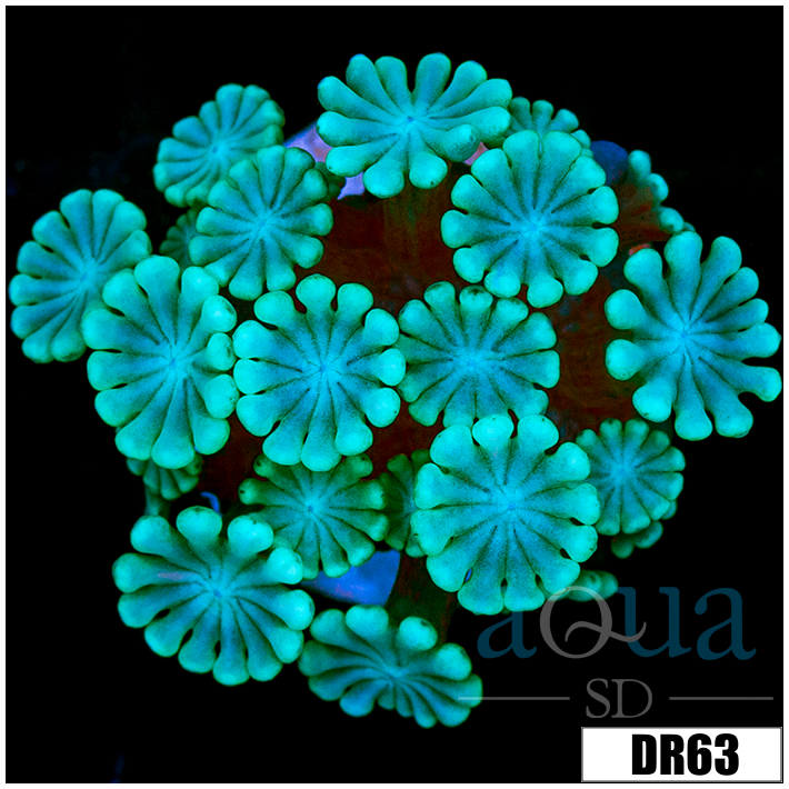 Green Petals Alveopora