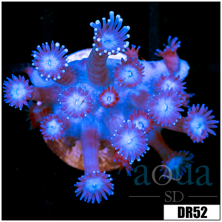 ASD Shadow Goni