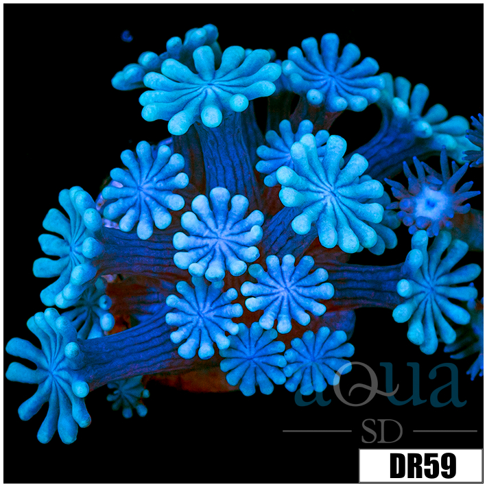 Ice Petals Alveopora