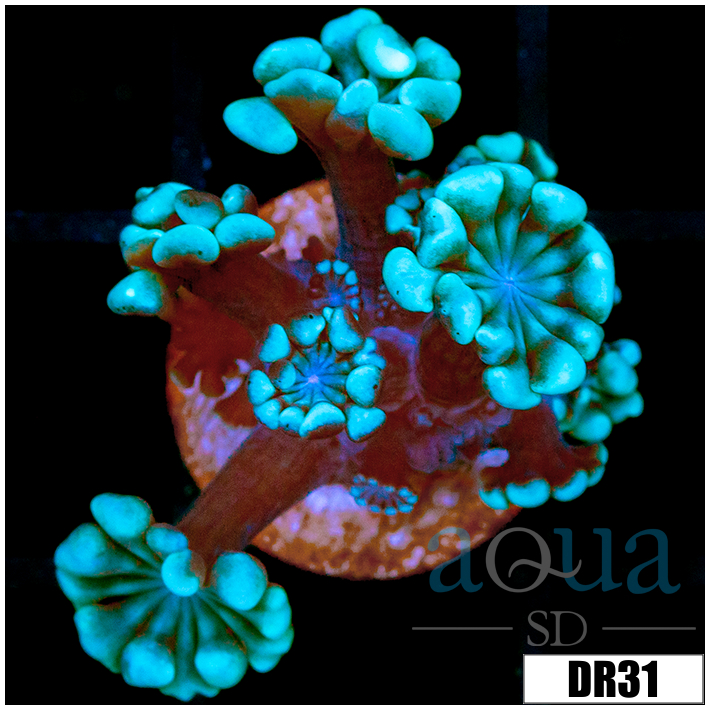 Green Petals Alveopora