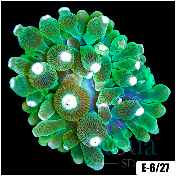 White Tip Bubble Tip Anemone