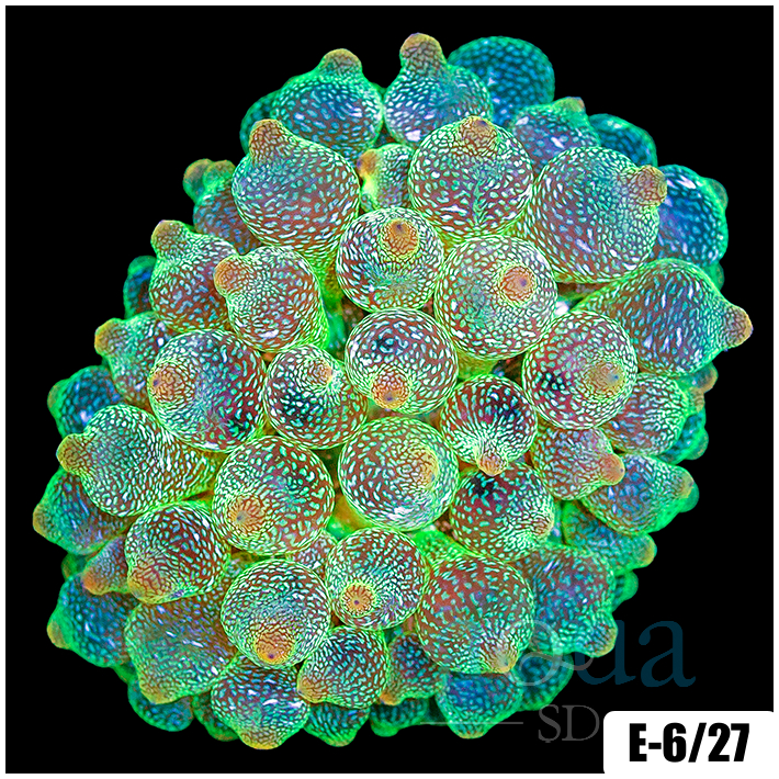 Acid Wash Bubble Tip Anemone