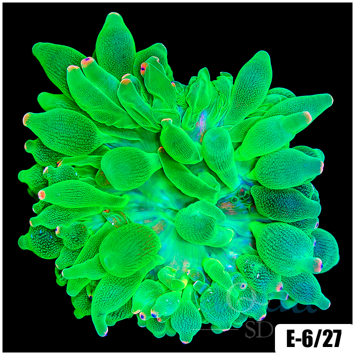 Acid Wash Bubble Tip Anemone