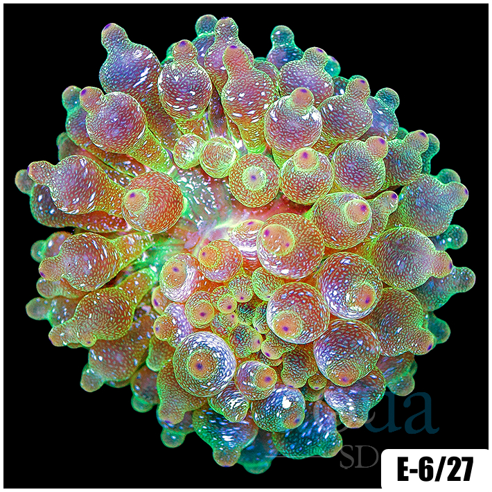 Acid Wash Bubble Tip Anemone