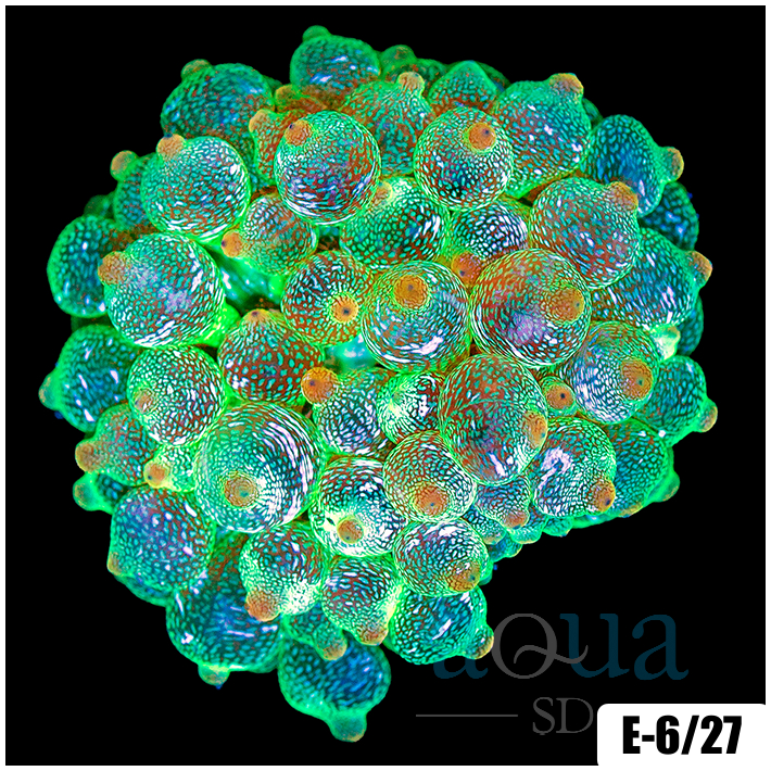 Acid Wash Bubble Tip Anemone
