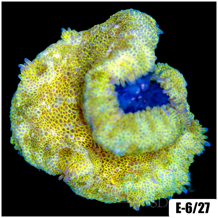 ASD Banana Maxi Mini