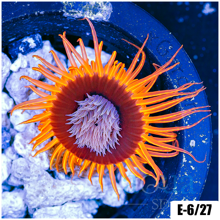 Flaming Tube Anemone