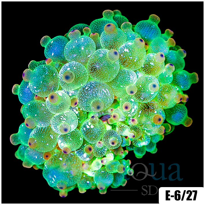 Acid Wash Bubble Tip Anemone