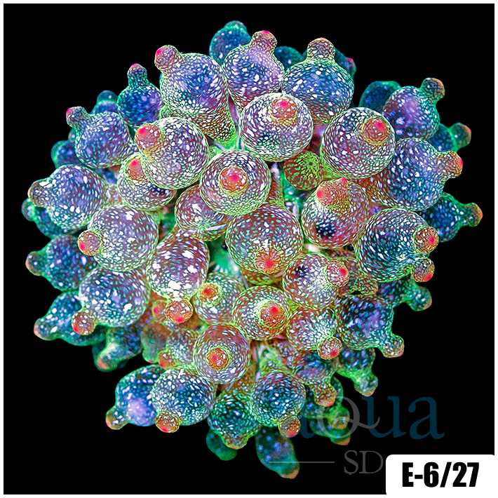 Acid Wash Bubble Tip Anemone