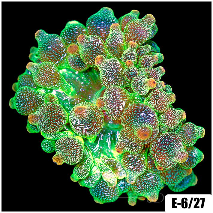 Acid Wash Bubble Tip Anemone