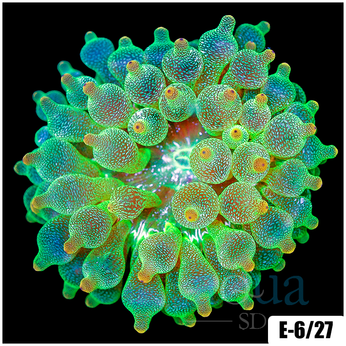 Acid Wash Bubble Tip Anemone