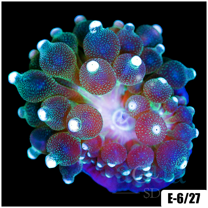 White Tip Bubble Tip Anemone