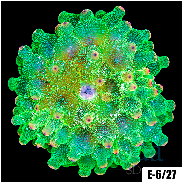 Acid Wash Bubble Tip Anemone